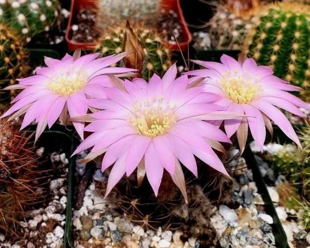Lobivia wrightiana 10 Pieces Seeds