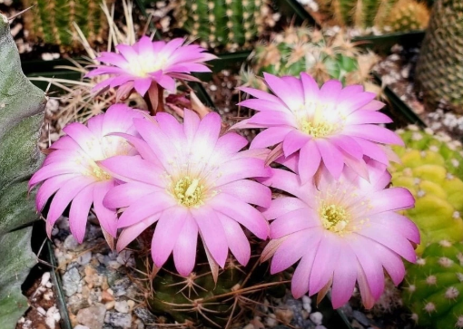 Lobivia wrightiana 10 Pieces Seeds