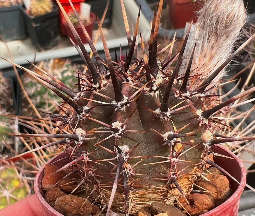 Lobivia aurea 10 Pieces Seeds