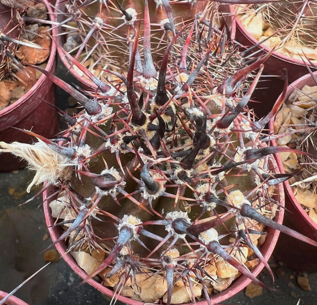 Lobivia aurea 10 Pieces Seeds