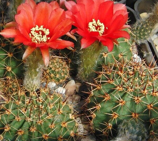 Lobivia Dobeana 10 Pieces Seeds