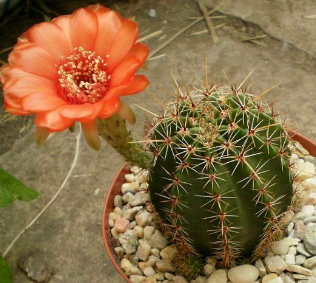 Lobivia Dobeana 10 Pieces Seeds