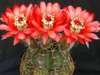 Lobivia Dobeana 10 Pieces Seeds