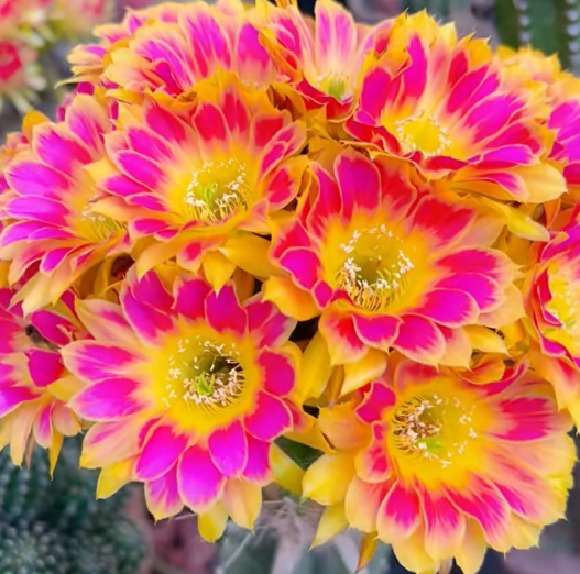Lobivia Sunny Kakiko 10 Pieces Seeds