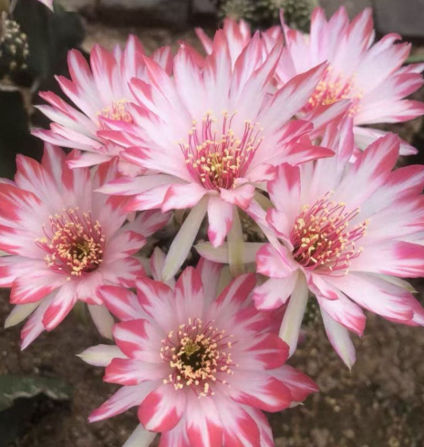 Lobivia Semiglobosa 'Semi-goromo' 10 Pieces Seeds