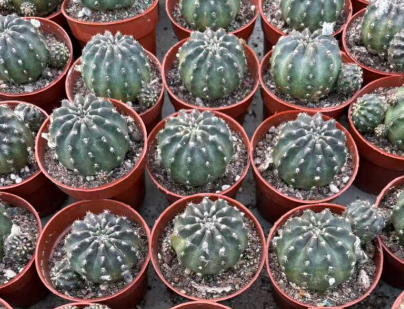 Lobivia Semiglobosa 'Semi-goromo' 10 Pieces Seeds
