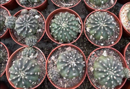 Lobivia Semiglobosa 'Semi-goromo' 10 Pieces Seeds