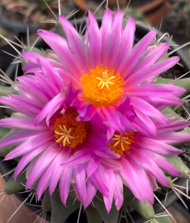 Thelocactus matudae 10 pieces Seeds