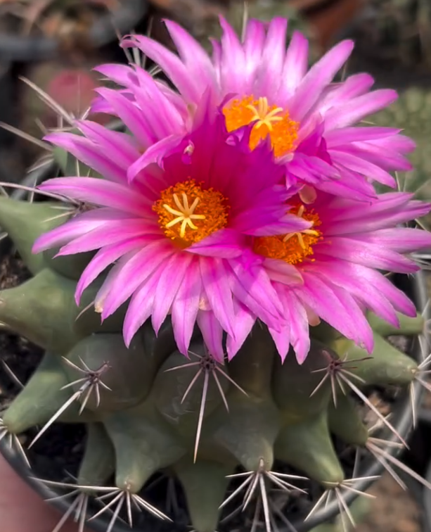 Thelocactus matudae 10 pieces Seeds