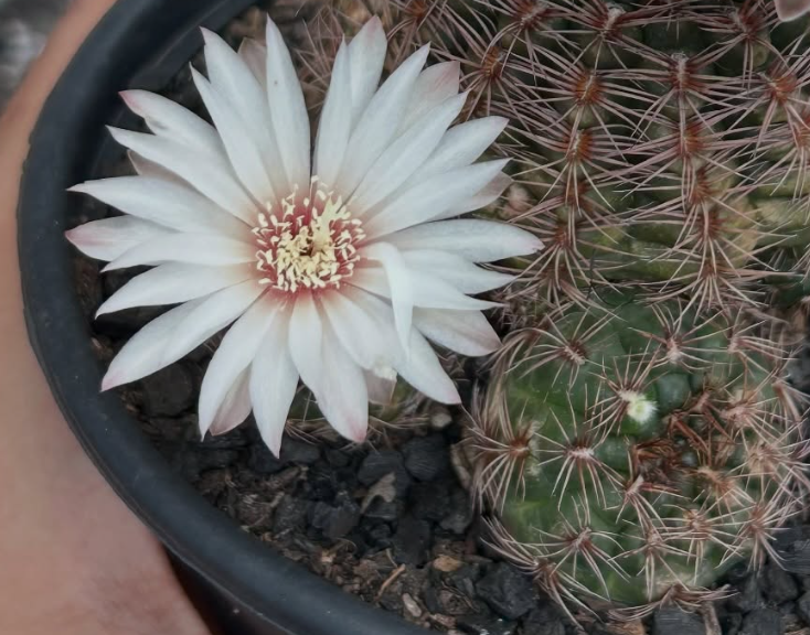 Gymnocalycium Mesopotamicum 10 Pieces Seeds