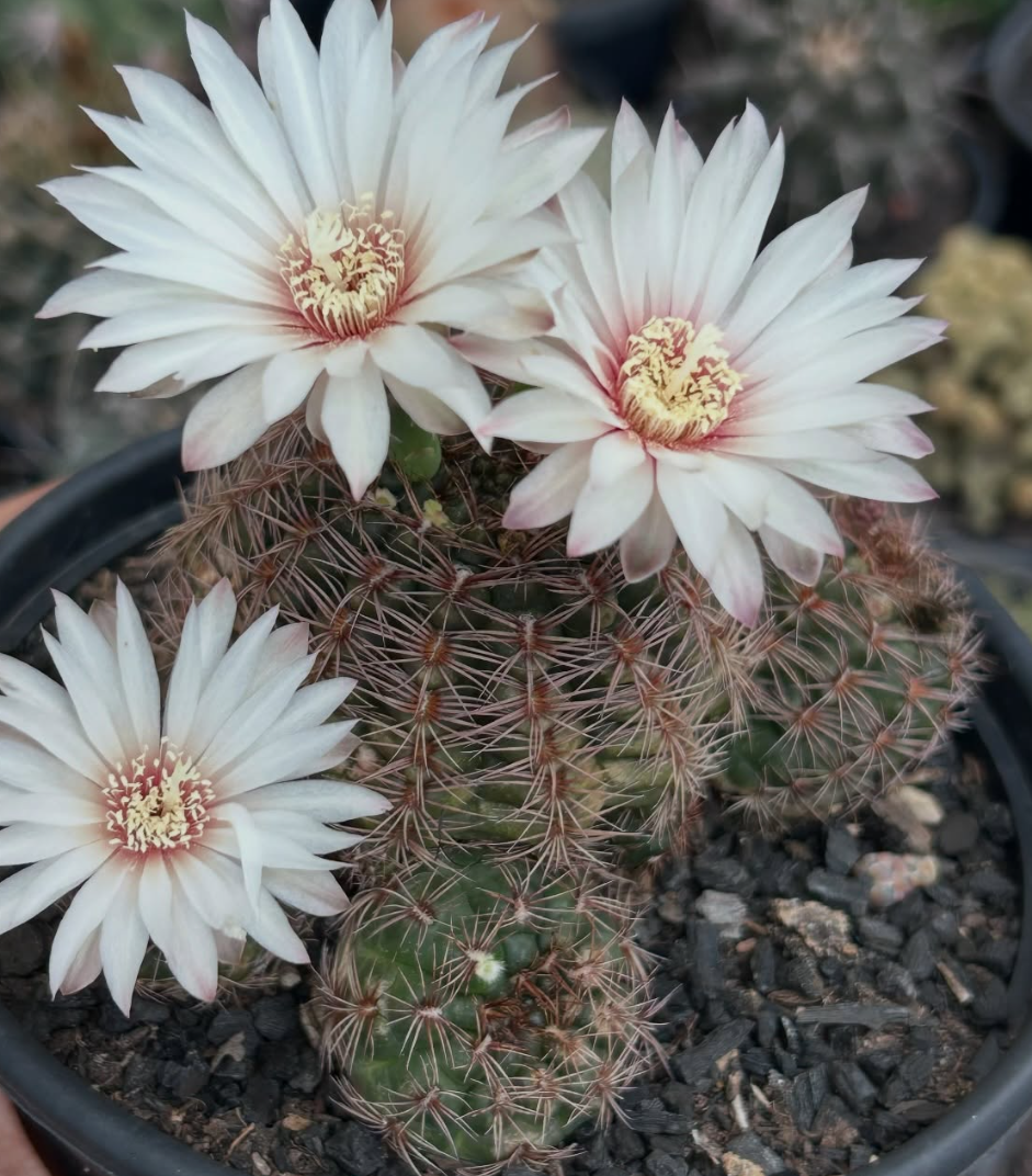 Gymnocalycium Mesopotamicum 10 Pieces Seeds