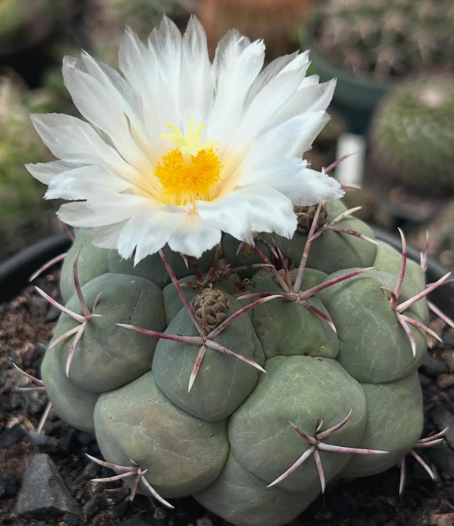 Thelocactus Hexaedrophorus 10 pieces Seeds