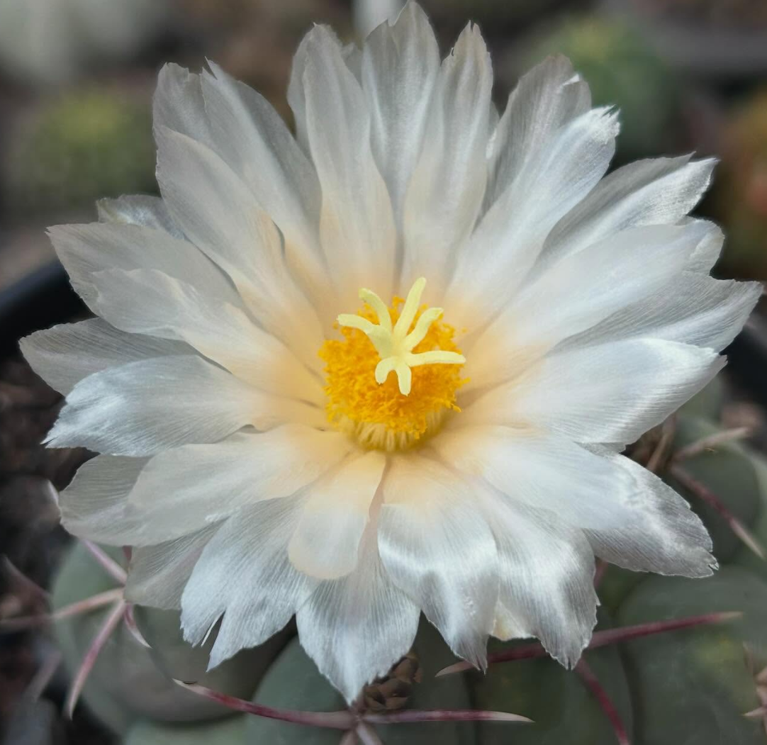 Thelocactus Hexaedrophorus 10 pieces Seeds
