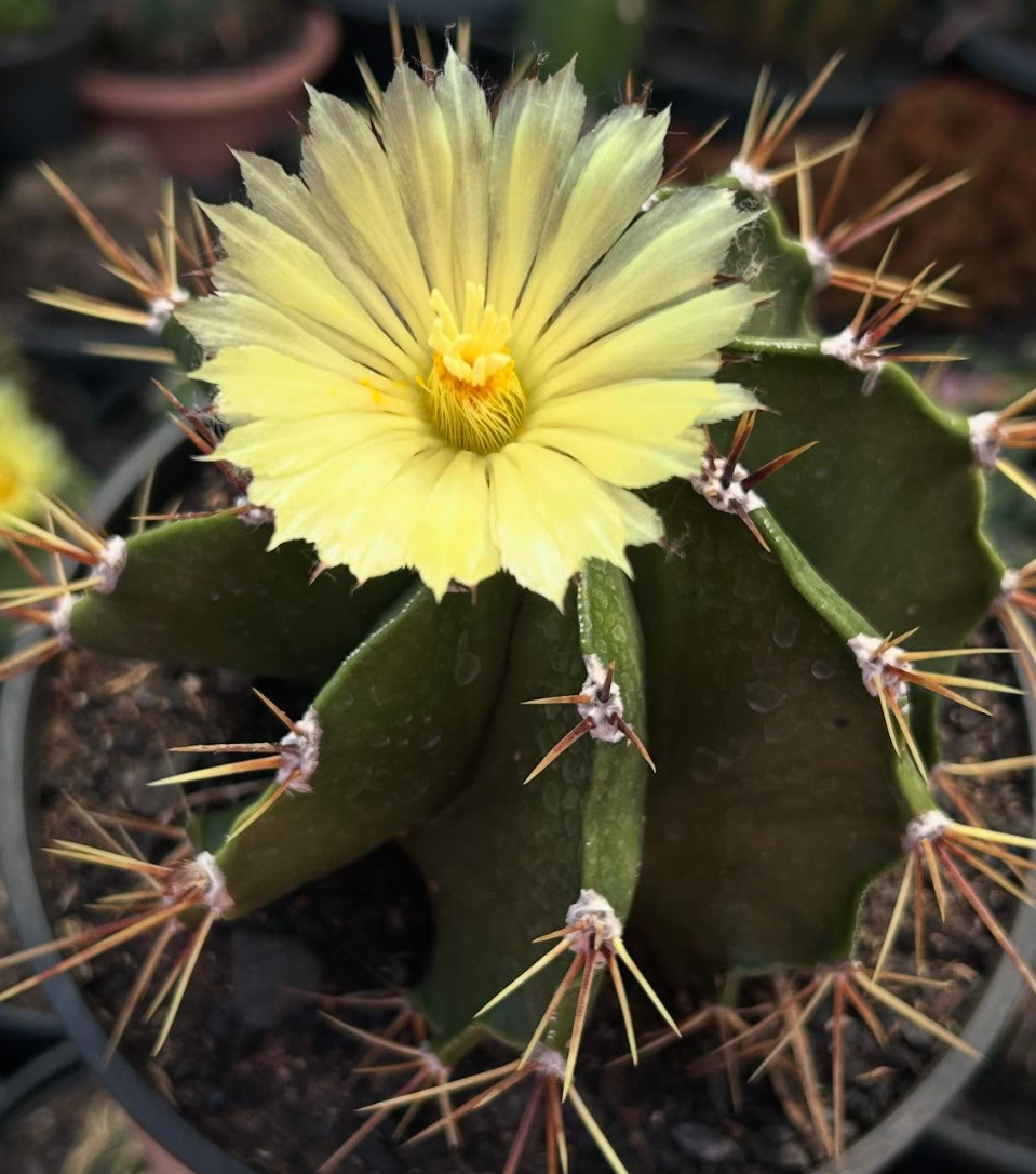 Astrophytum Ornatum 10 Pieces Seeds