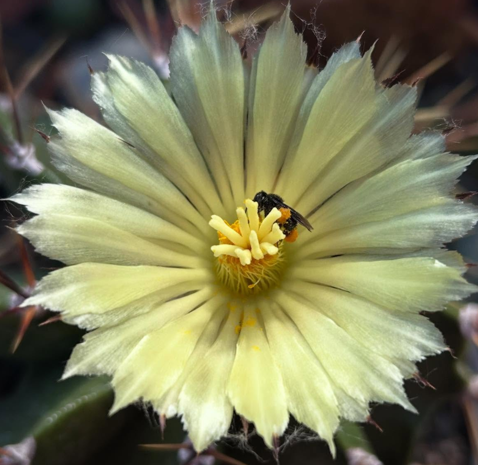 Astrophytum Ornatum 10 Pieces Seeds