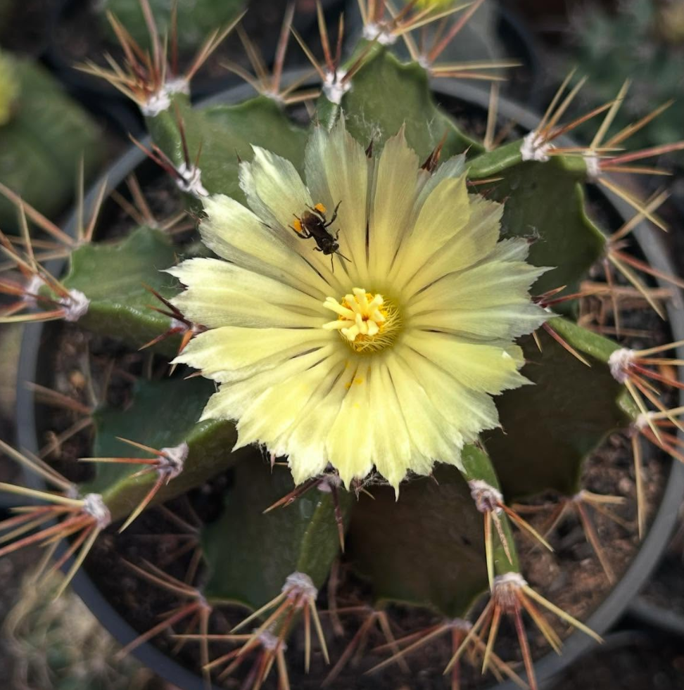 Astrophytum Ornatum 10 Pieces Seeds