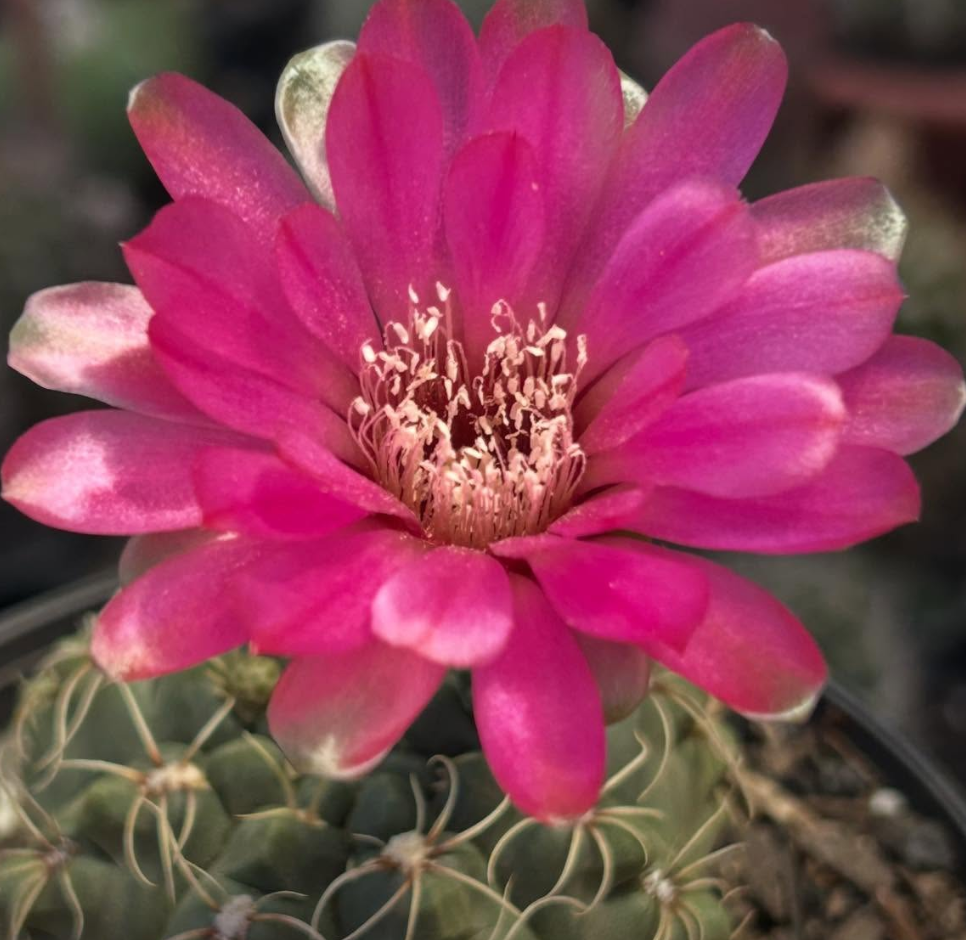 Gymnocalycium Baldianum 10 Pieces Seeds