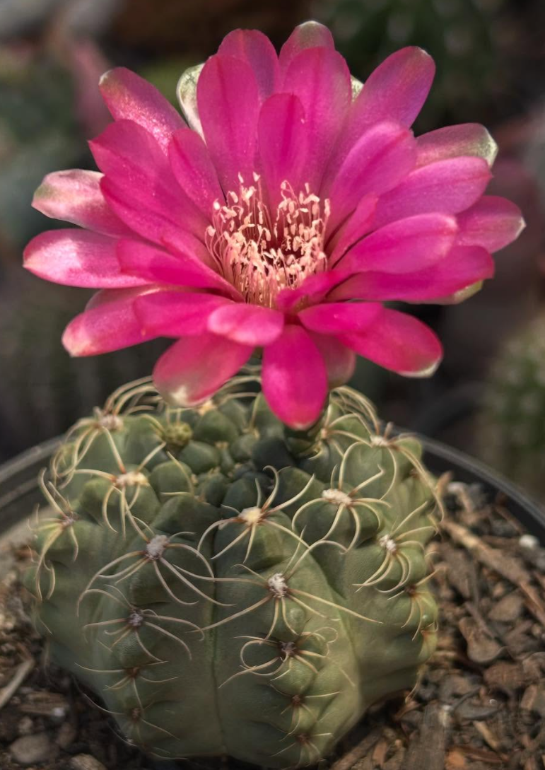 Gymnocalycium Baldianum 10 Pieces Seeds