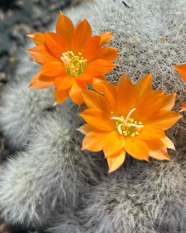 Rebutia Muscula 10 Pieces Seeds
