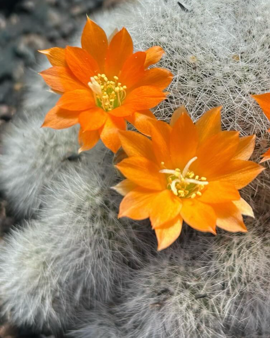 Rebutia Muscula 10 Pieces Seeds