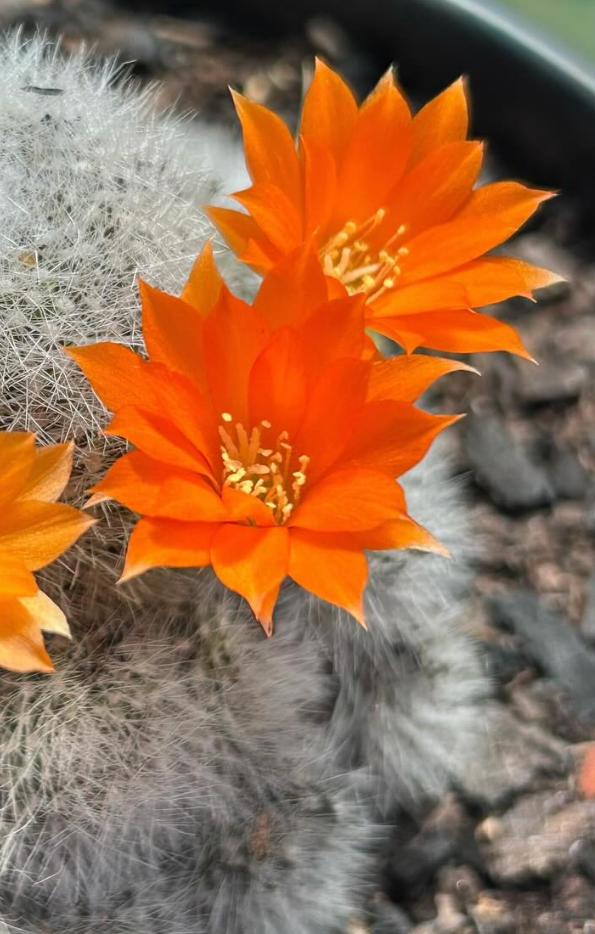 Rebutia Muscula 10 Pieces Seeds