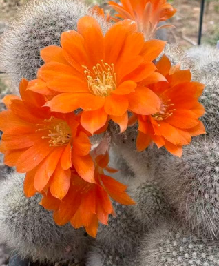 Rebutia Muscula 10 Pieces Seeds