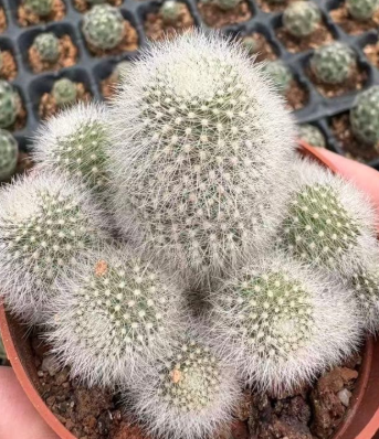 Rebutia Muscula 10 Pieces Seeds