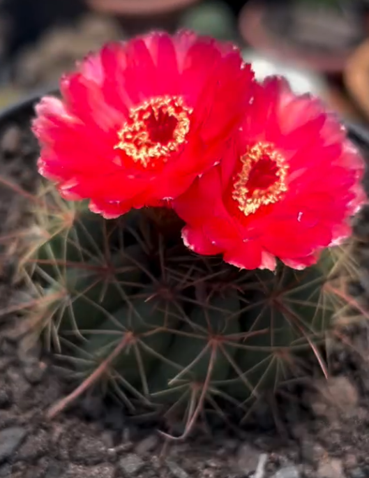 Notocactus Ottonis 10 Pieces Seeds