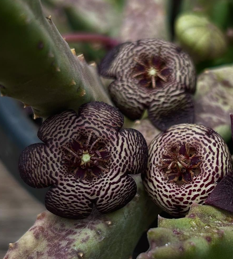 Stapelia Engleriana 6 Pieces Seeds