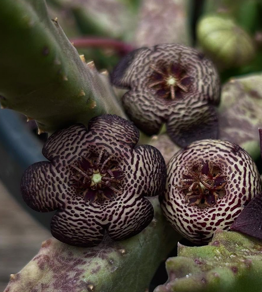 Stapelia Engleriana 6 Pieces Seeds