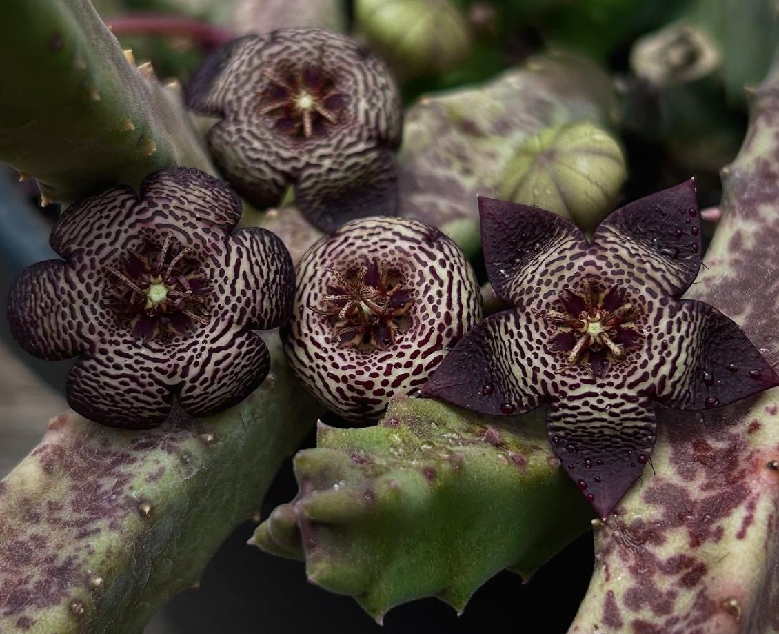 Stapelia Engleriana 6 Pieces Seeds