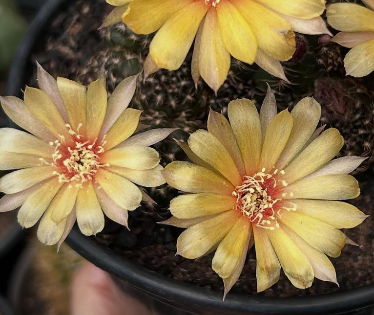 Lobivia arachnacantha 10 Pieces Seeds