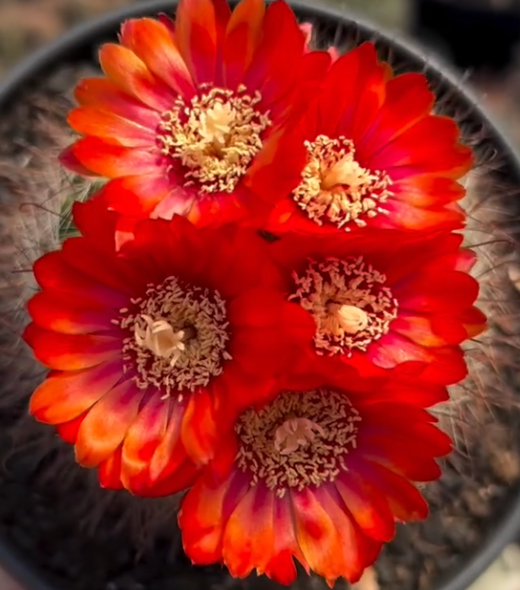 Parodia Sanguiniflora 20 Pieces Seeds