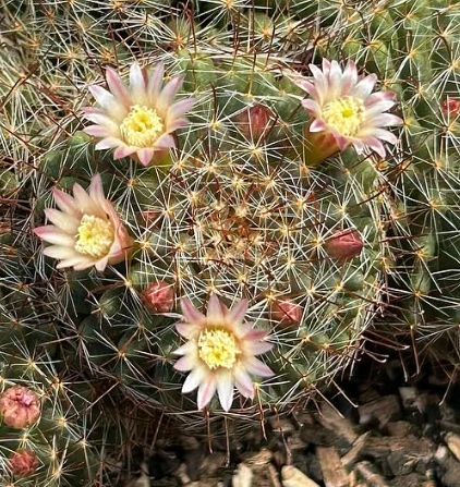 Mammillaria Wildii 15 Pieces Seeds