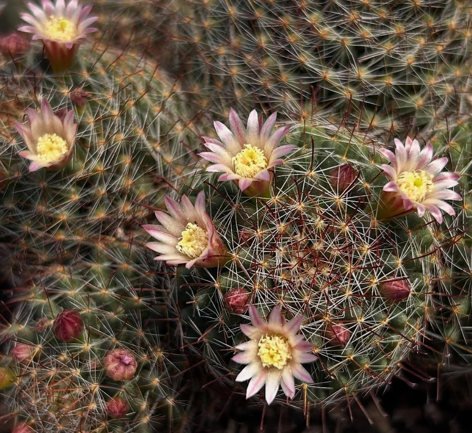 Mammillaria Wildii 15 Pieces Seeds