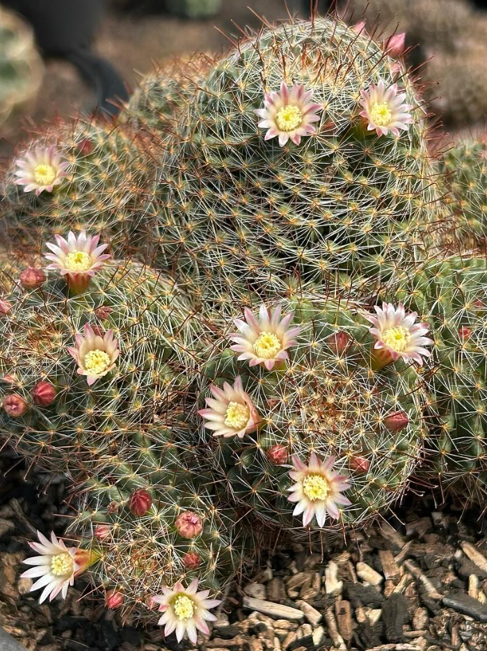 Mammillaria Wildii 15 Pieces Seeds
