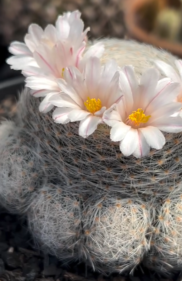 Mammillaria Lenta 15 Pieces Seeds