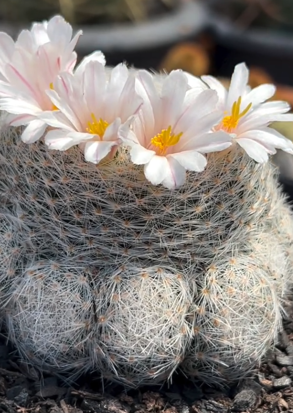Mammillaria Lenta 15 Pieces Seeds