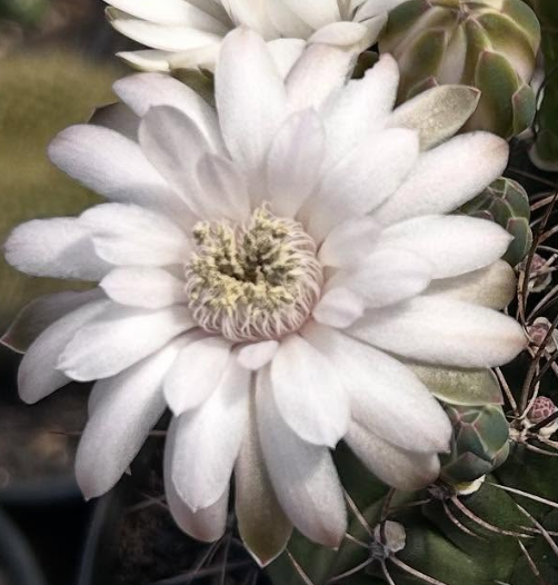 Gymnocalycium Anisitsii 10 Pieces Seeds