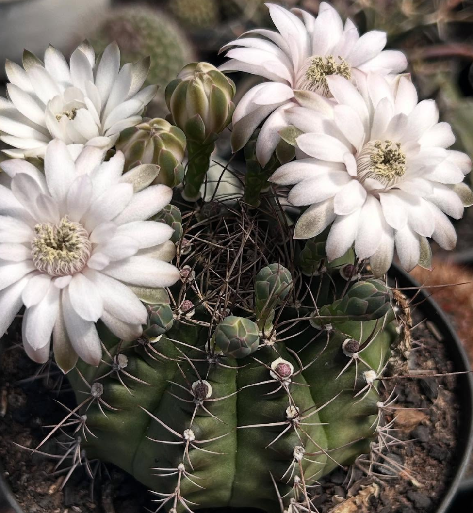 Gymnocalycium Anisitsii 10 Pieces Seeds