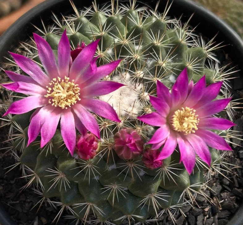 Mammillaria Maria Luiza 15 Pieces Seeds