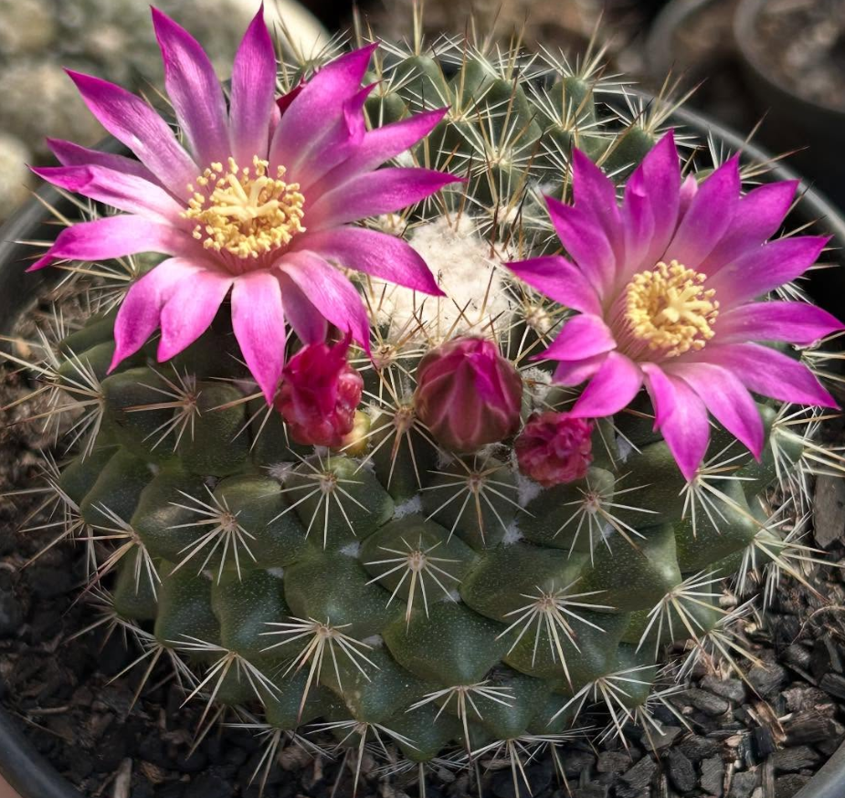 Mammillaria Maria Luiza 15 Pieces Seeds