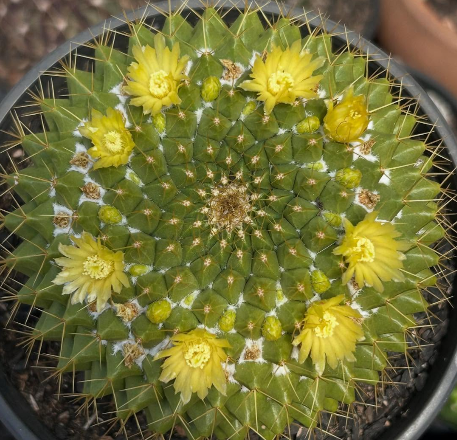 Mammillaria Marksiana 15 Pieces Seeds