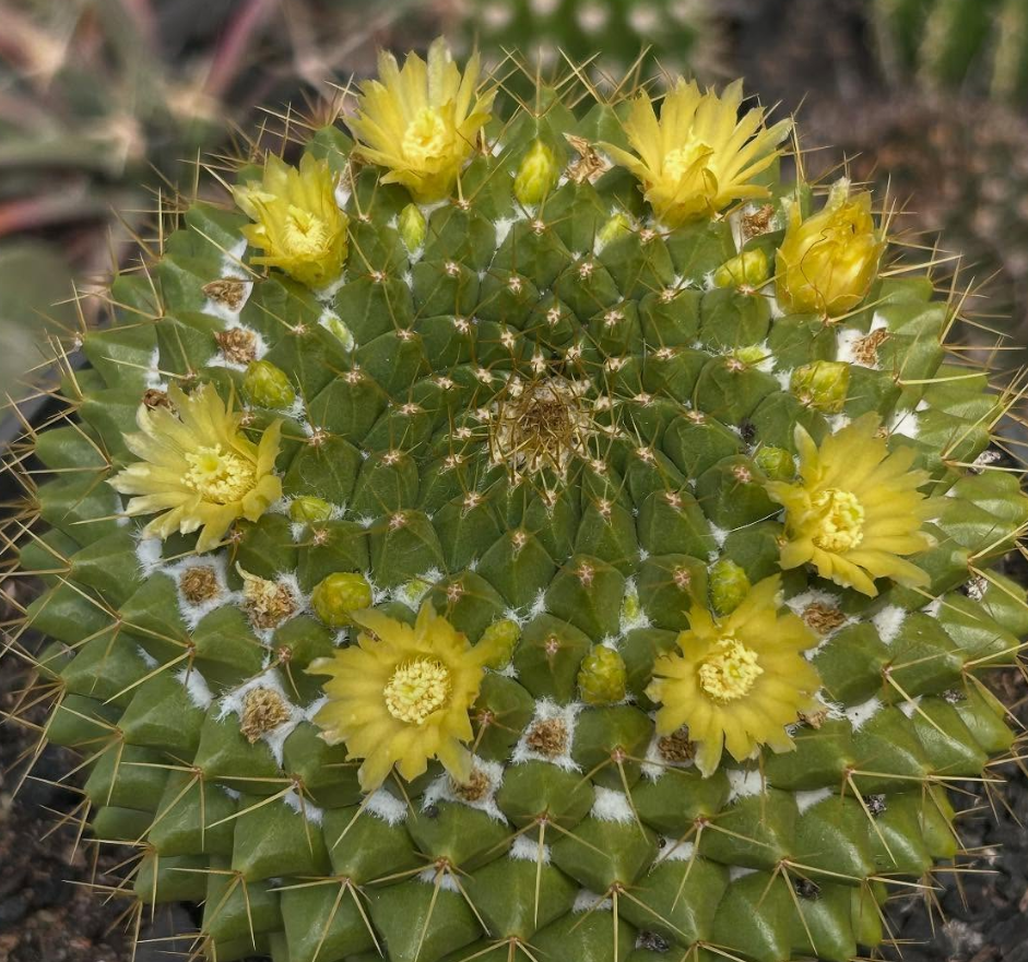 Mammillaria Marksiana 15 Pieces Seeds