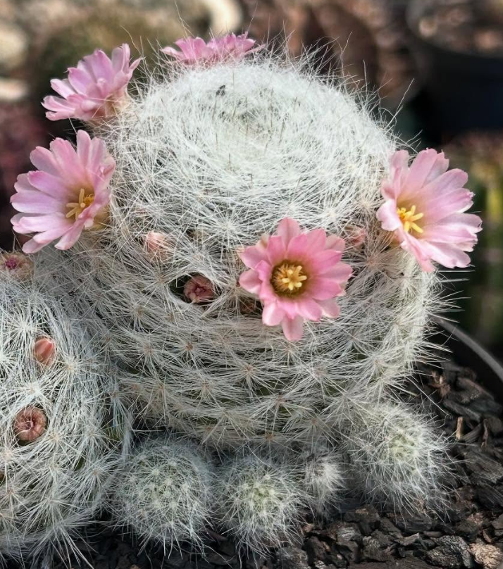 Mammillaria Ascensionis 15 Pieces Seeds