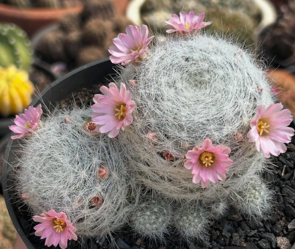 Mammillaria Ascensionis 15 Pieces Seeds
