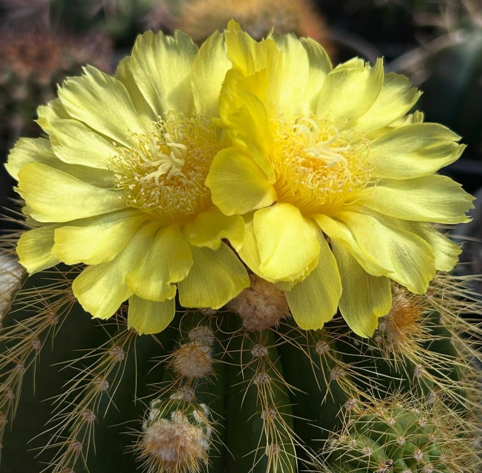 Eriocactus Warasii 15 Pieces Seeds