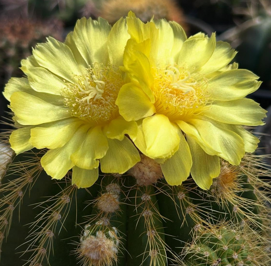 Eriocactus Warasii 15 Pieces Seeds