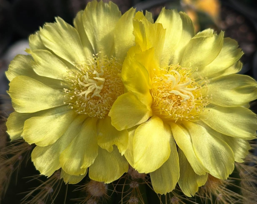 Eriocactus Warasii 15 Pieces Seeds