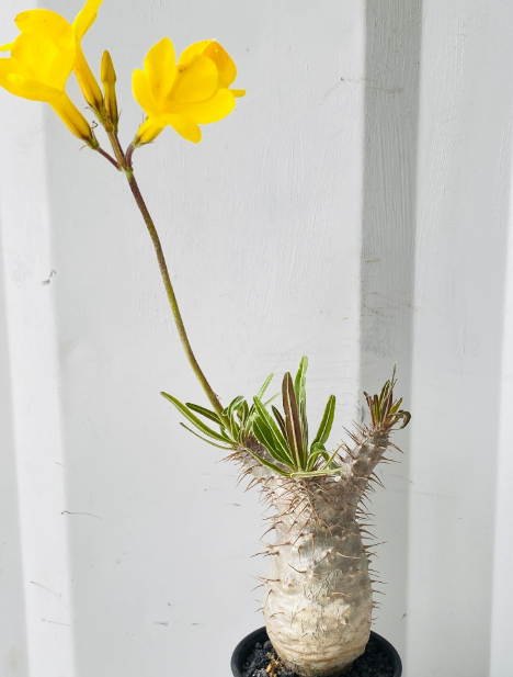 Pachypodium gracilius 10 Pieces Seeds
